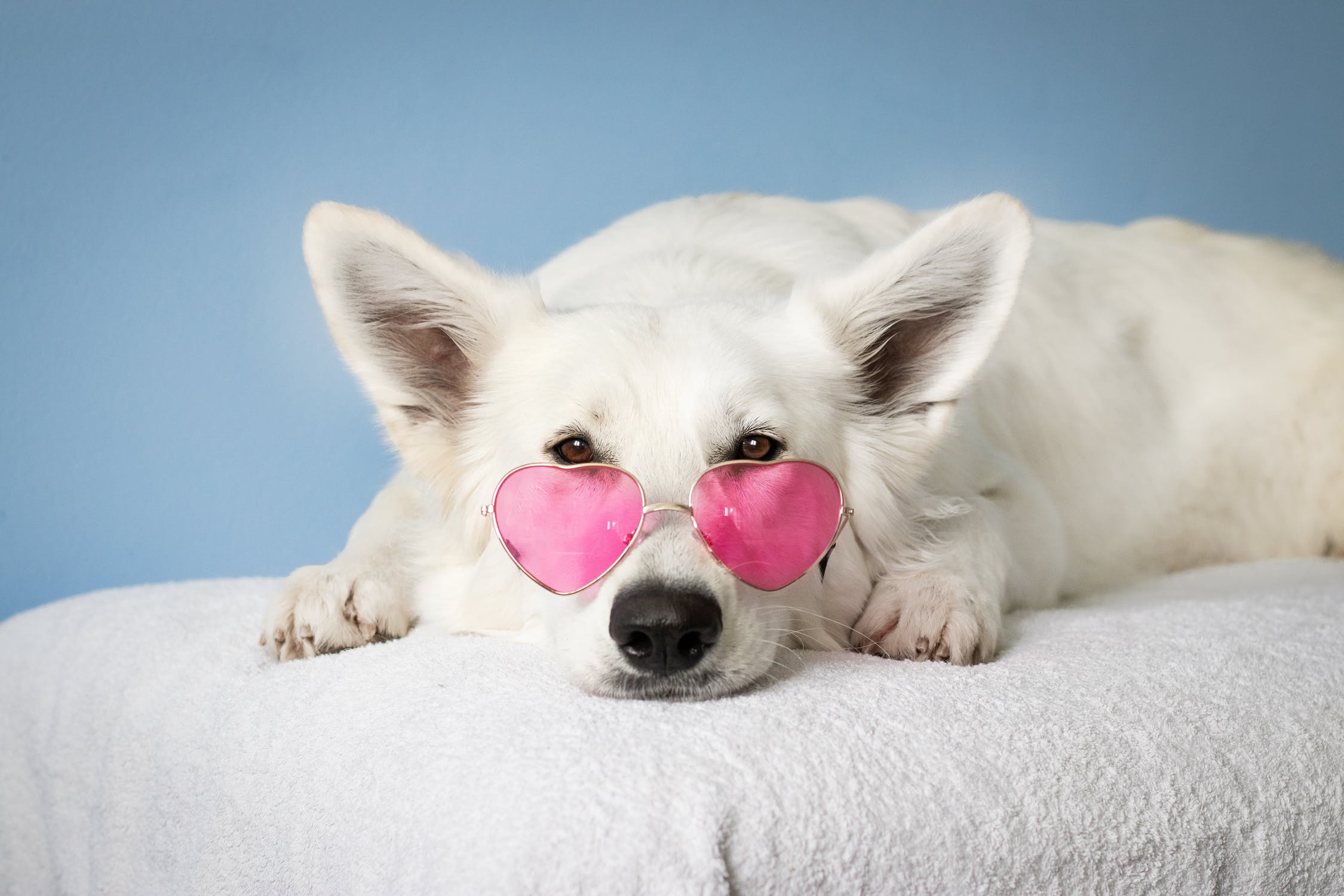 hund med solbriller